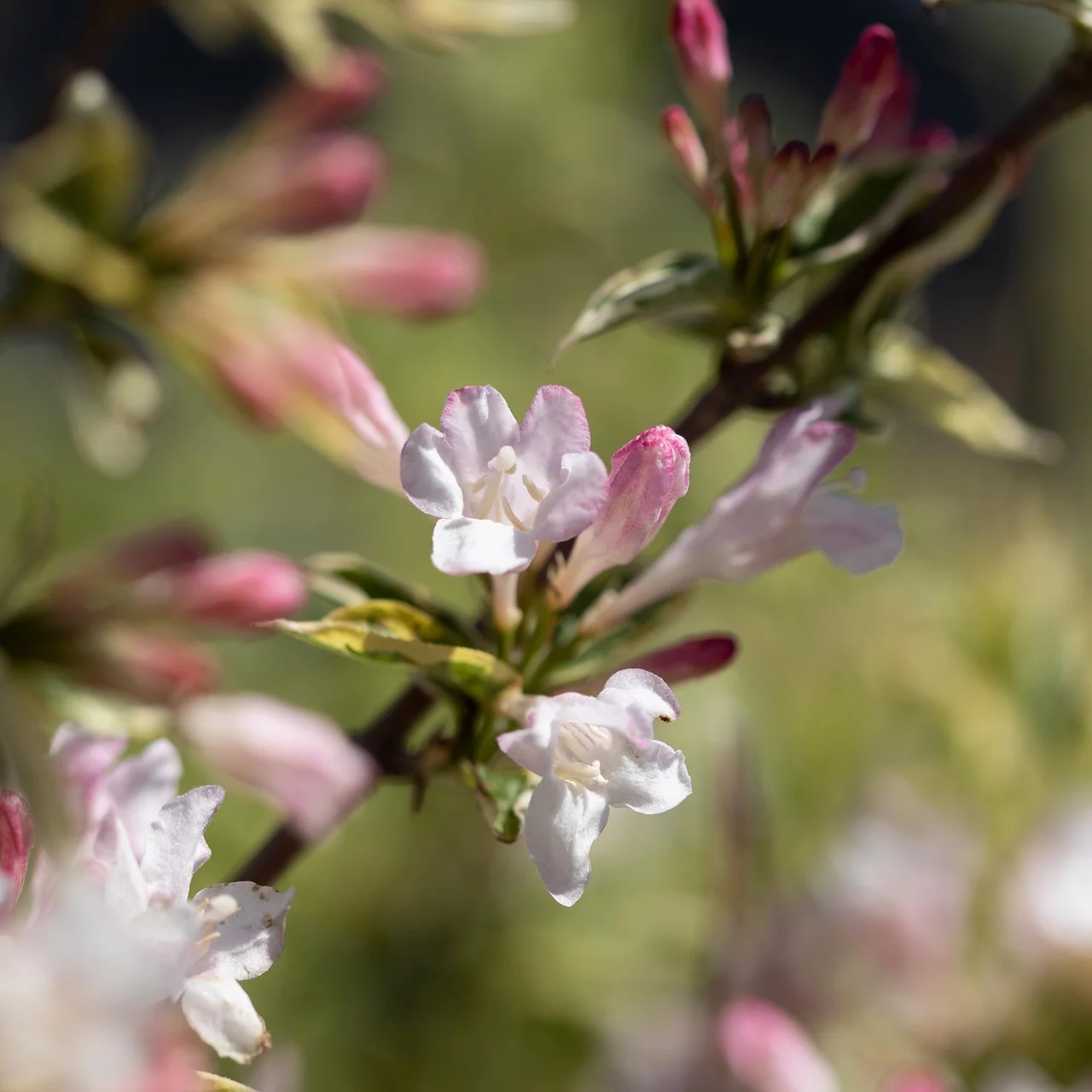 Buntblättrige BioWeigelie Biologische Blütensträucher